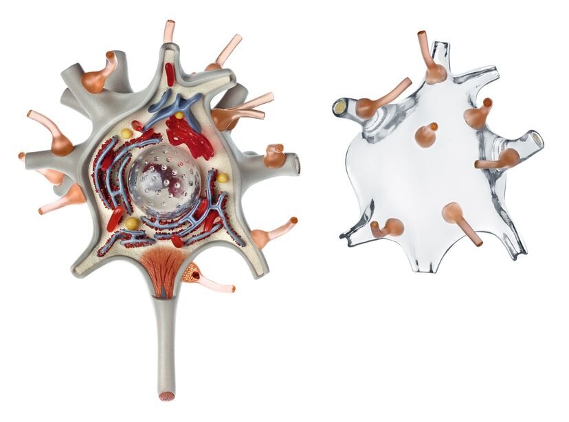 Neuron Model, 3 parts