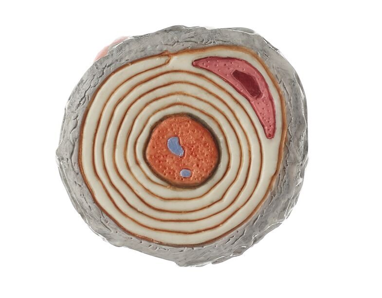 Neuron Model, 3 parts