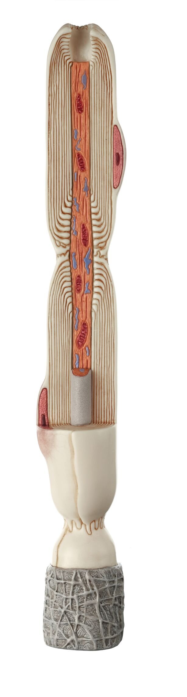 Neuron Model, 3 parts