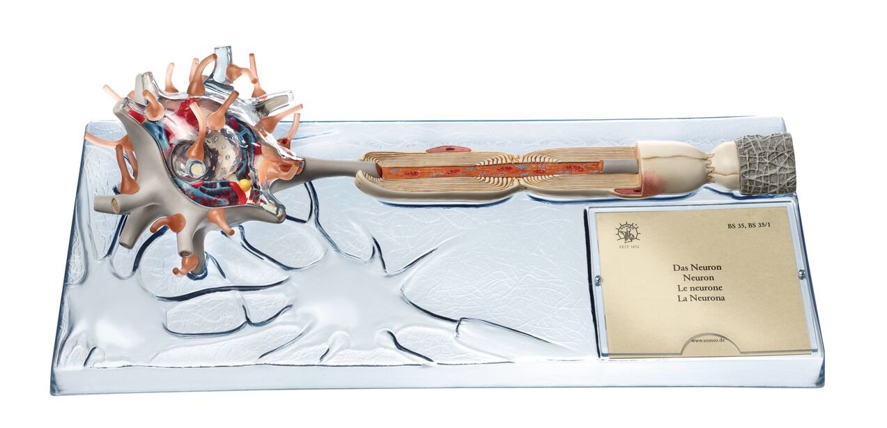 Neuron Model, 3 parts