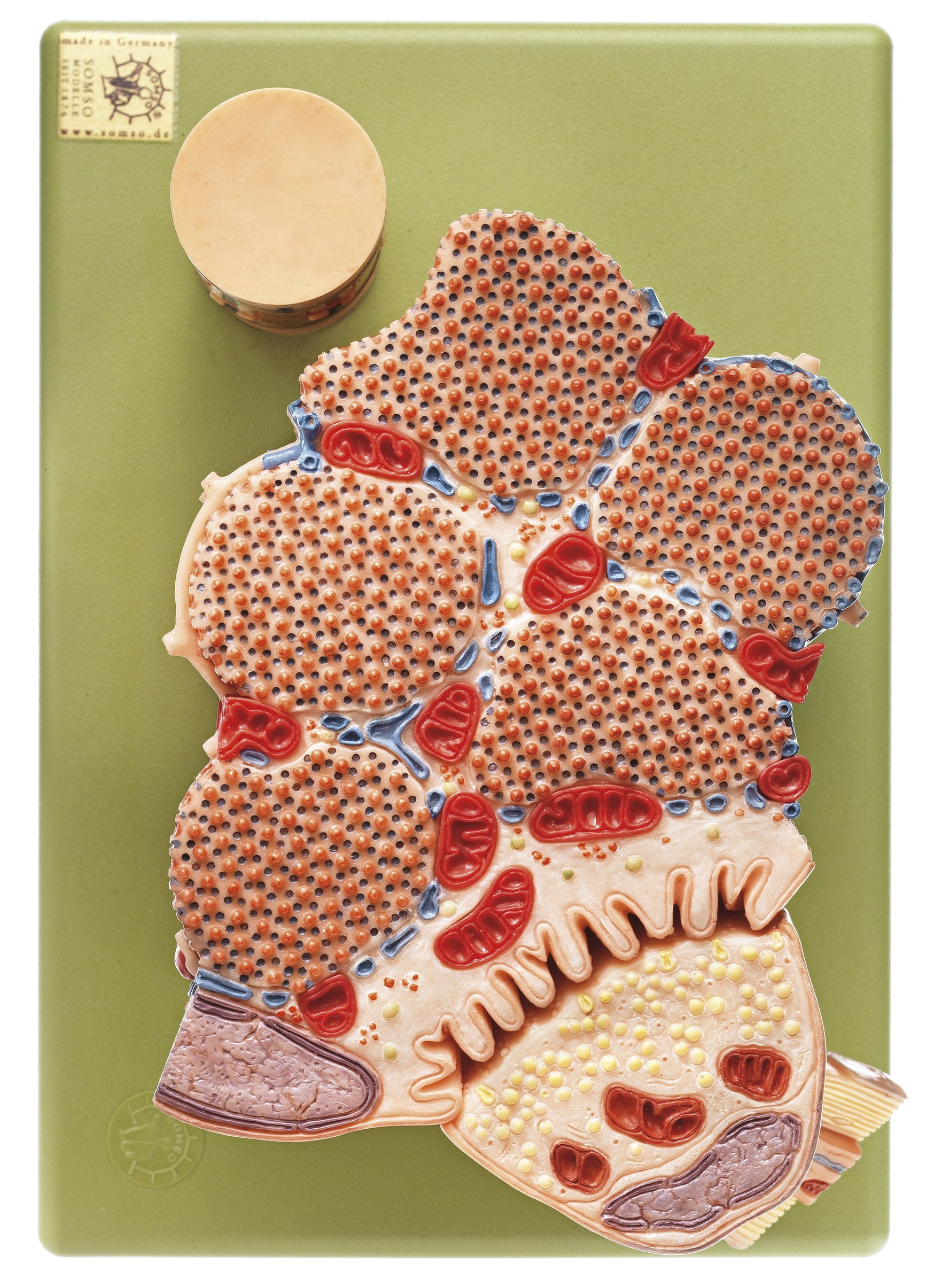Skeletal Muscle Fibre with Functional Model
