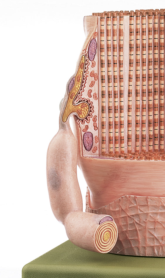 Transversely Striated Muscular Fibre with Motor End Plate