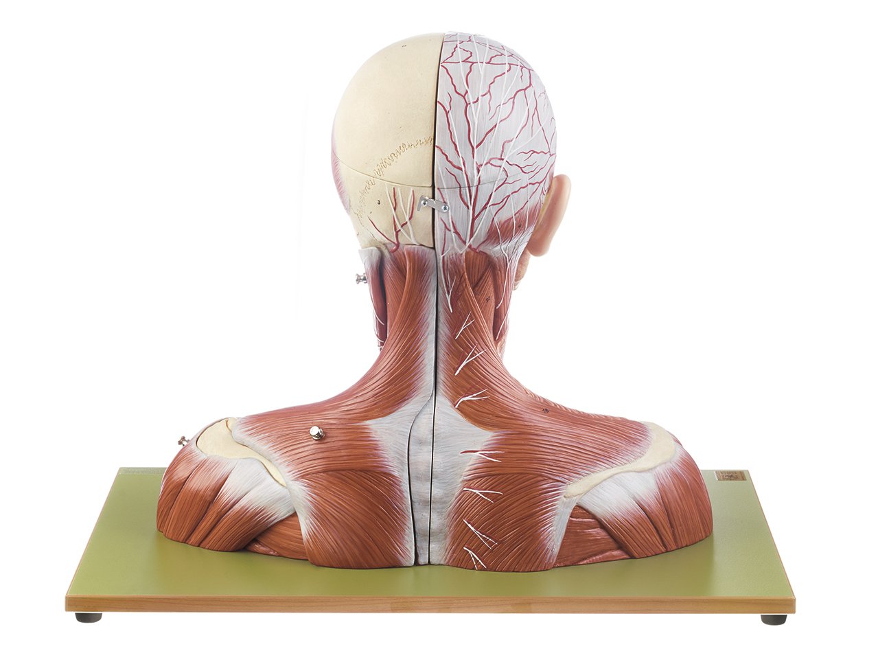 Head and Neck Model