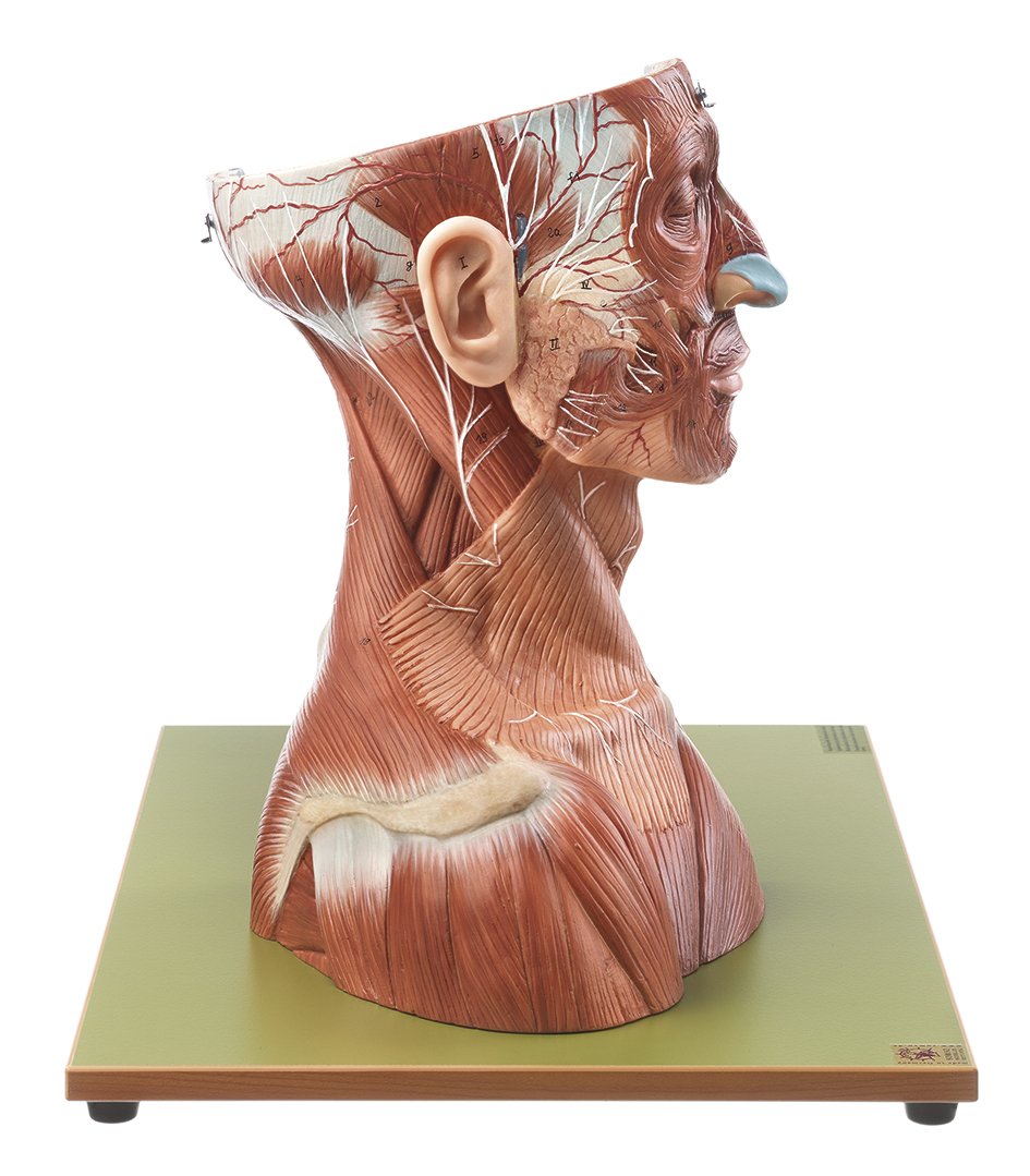 Head and Neck Model
