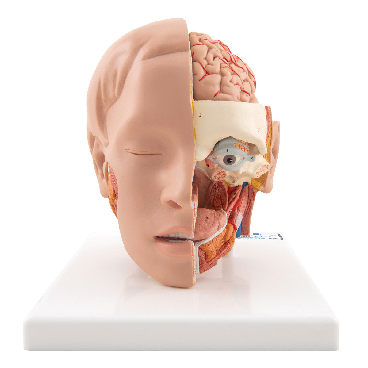 c09-1_01_1200_1200_human-head-model-6-part-3b-smart-anatomy__49451.1589752900.1280.1280.jpg