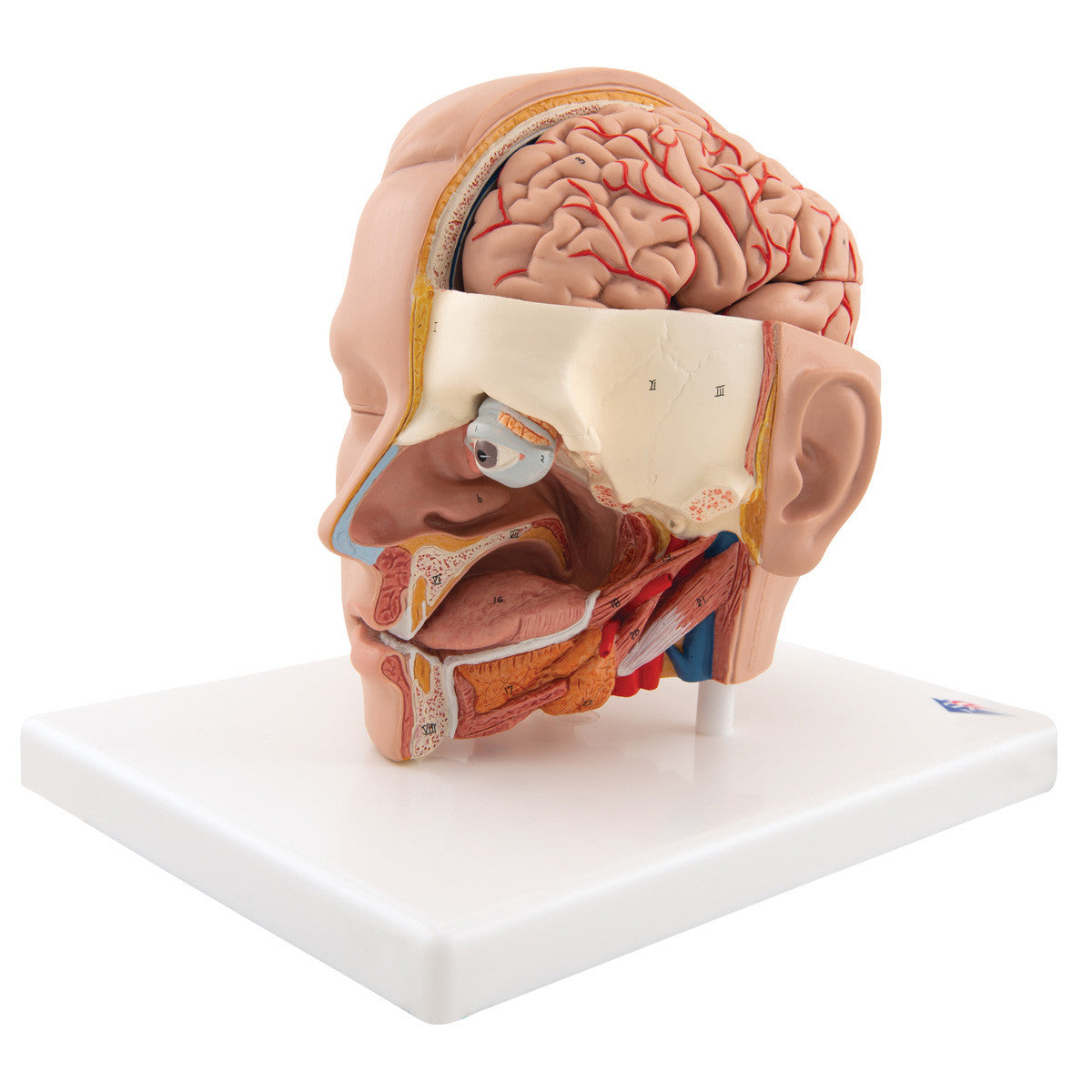 c09-1_03_1200_1200_human-head-model-6-part-3b-smart-anatomy__99592.1589752901.1280.1280.jpg