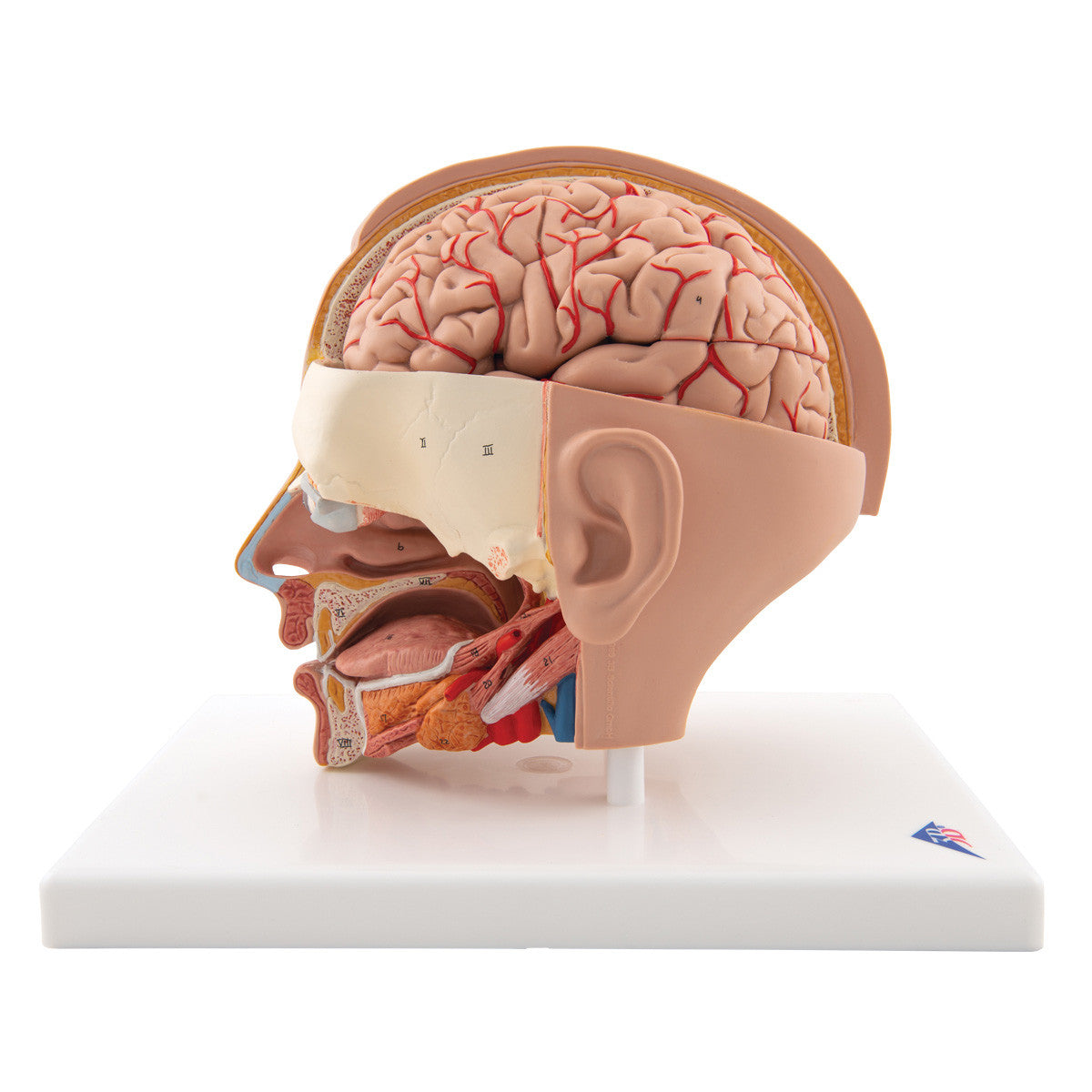 c09-1_04_1200_1200_human-head-model-6-part-3b-smart-anatomy__02338.1589752901.1280.1280.jpg