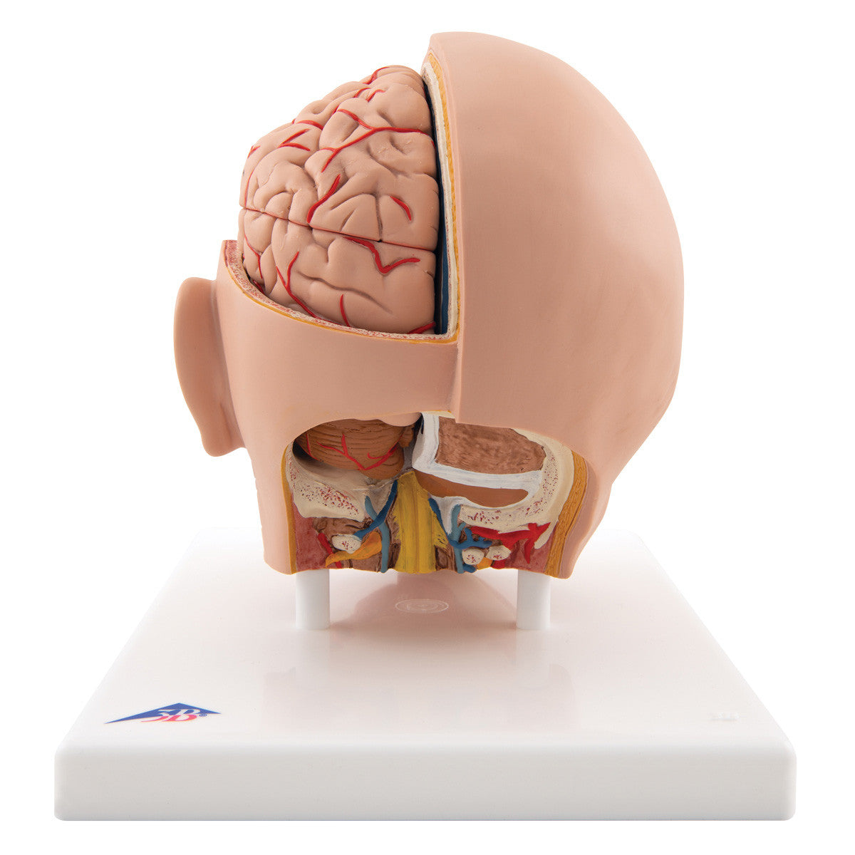 c09-1_05_1200_1200_human-head-model-6-part-3b-smart-anatomy__21942.1589752902.1280.1280.jpg