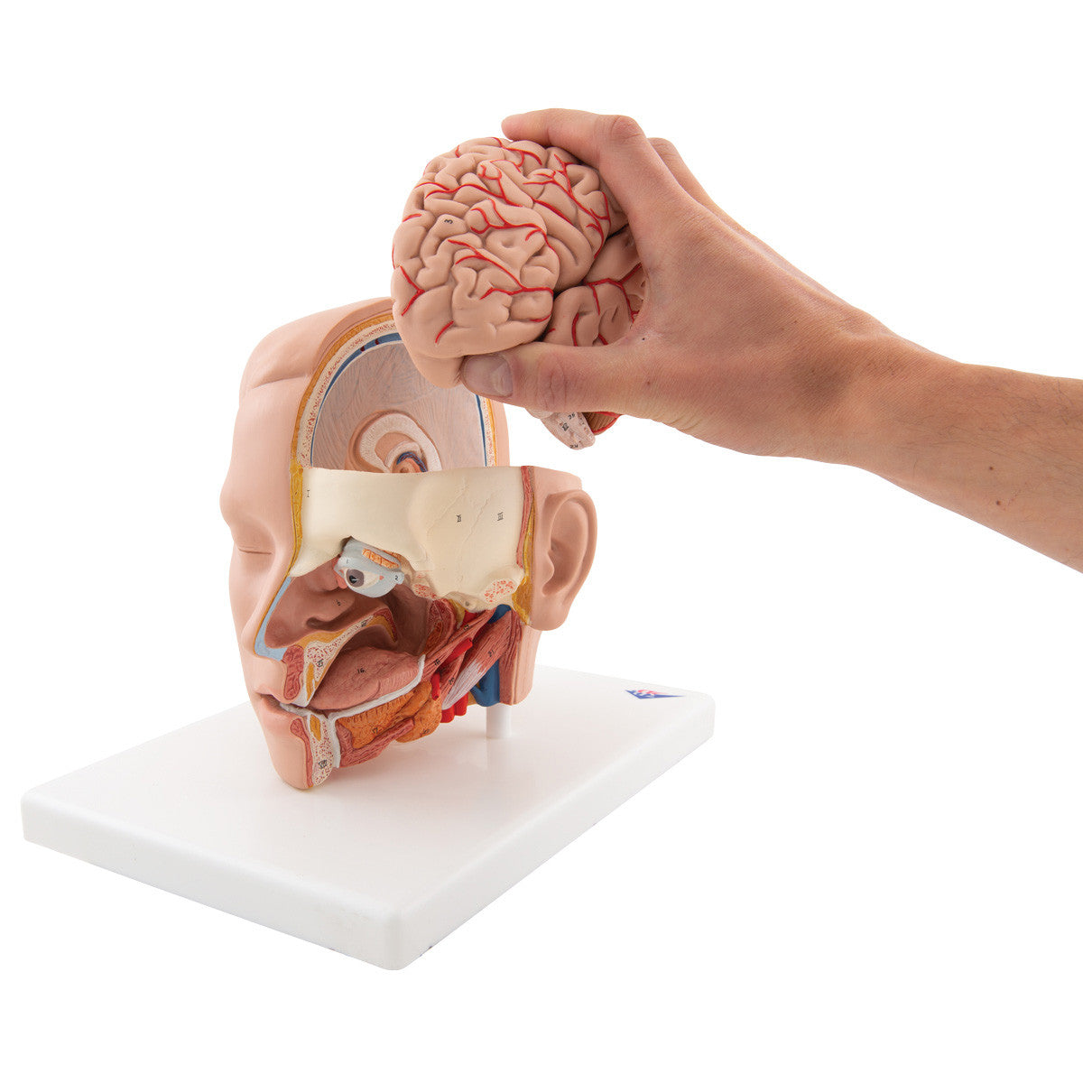 c09-1_06_1200_1200_human-head-model-6-part-3b-smart-anatomy__13565.1589752902.1280.1280.jpg