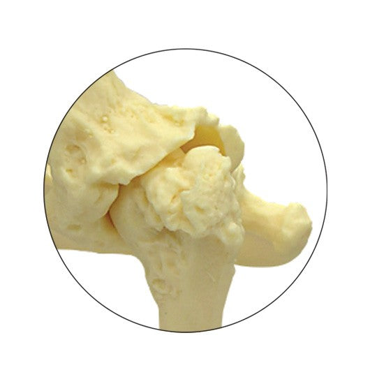 Canine Pelvis