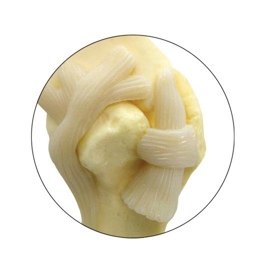 Canine Shoulder