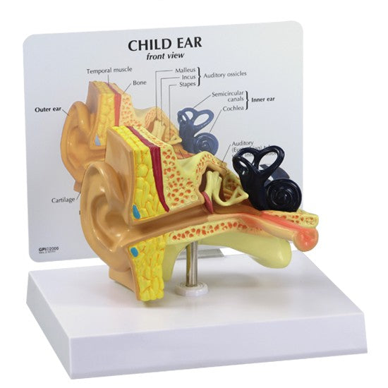 Child Ear