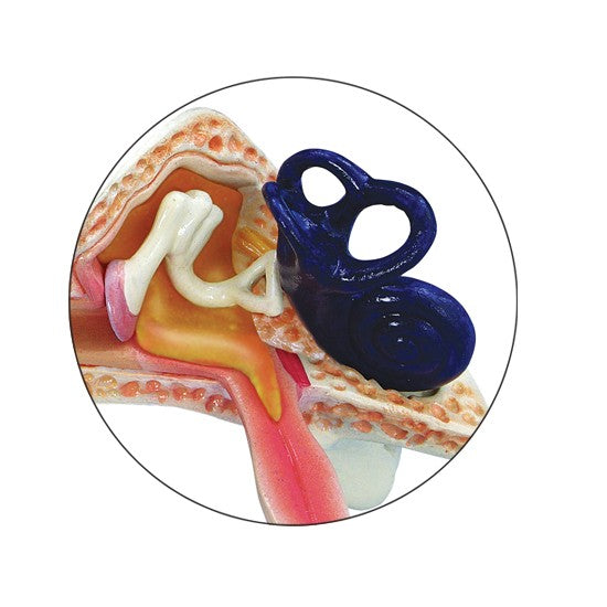 Child Ear