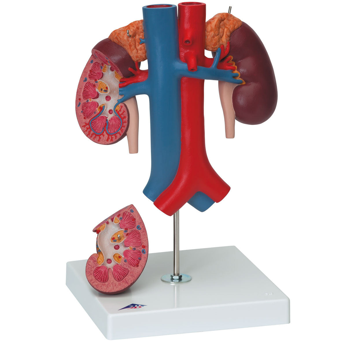 Kidney's with Rear Organs | 3B Scientific K22/3