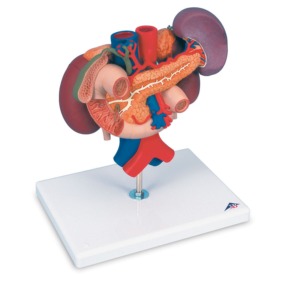 Kidney's with Rear Organs | 3B Scientific K22/3