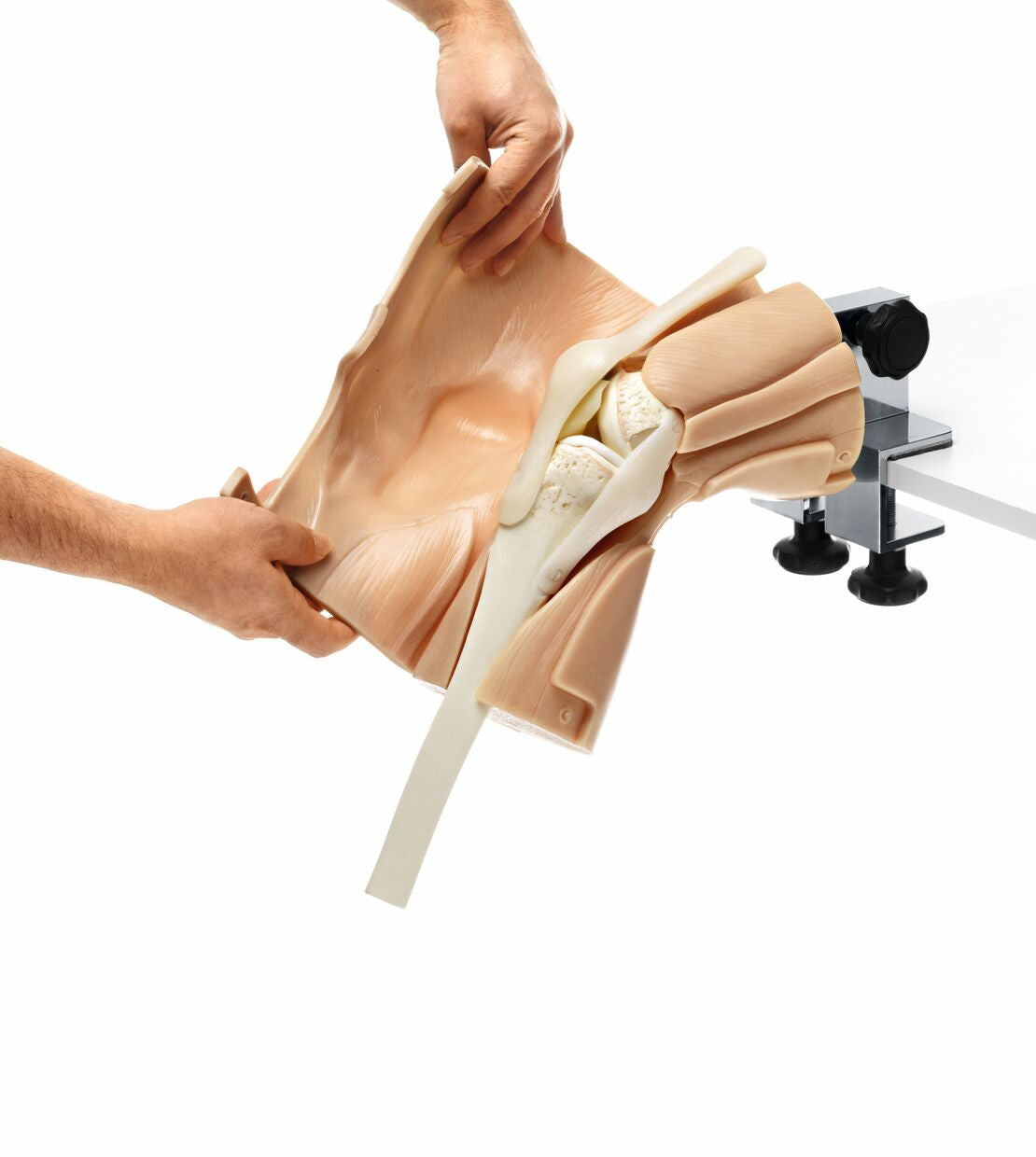 Arthroscopy Model of the Knee-Joint