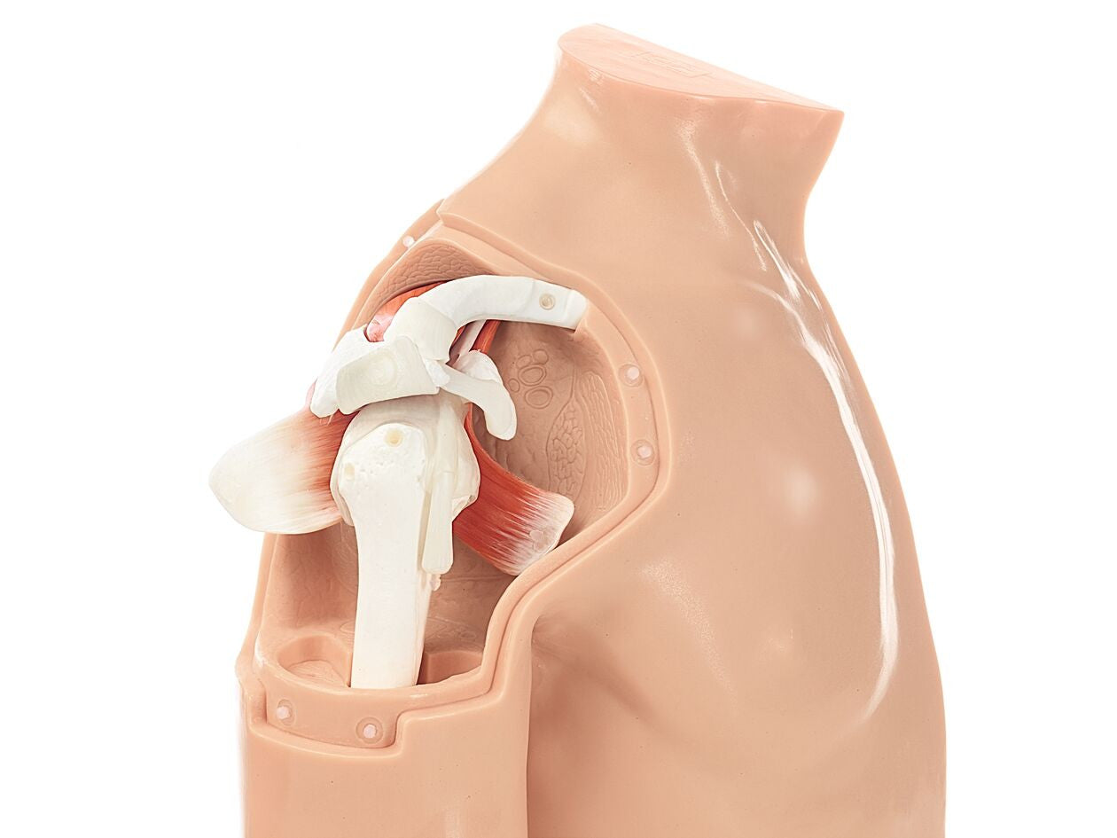 Arthroscopy Model of Shoulder Joint Complex