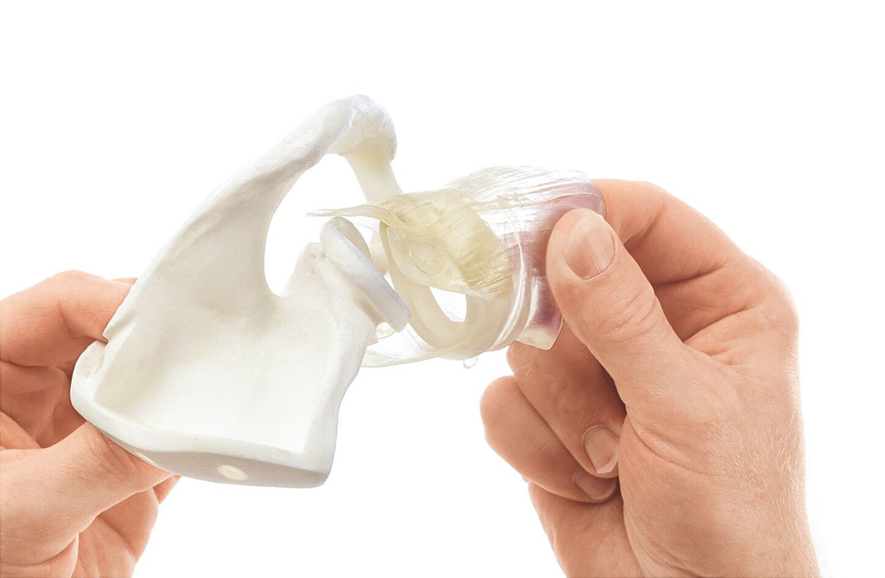 Arthroscopy Model of Shoulder Joint Complex