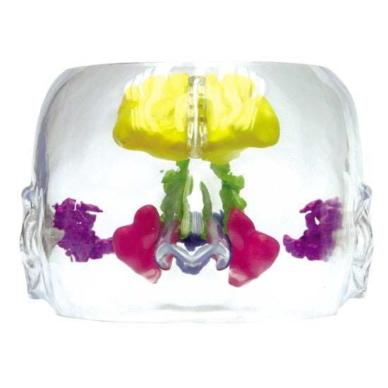 Clear Sinus