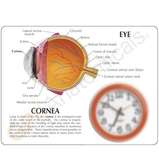Cornea Eye (cut-away)