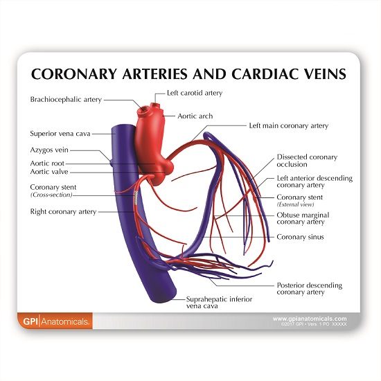 Coronary Arteries & Cardiac Veins (CACV)