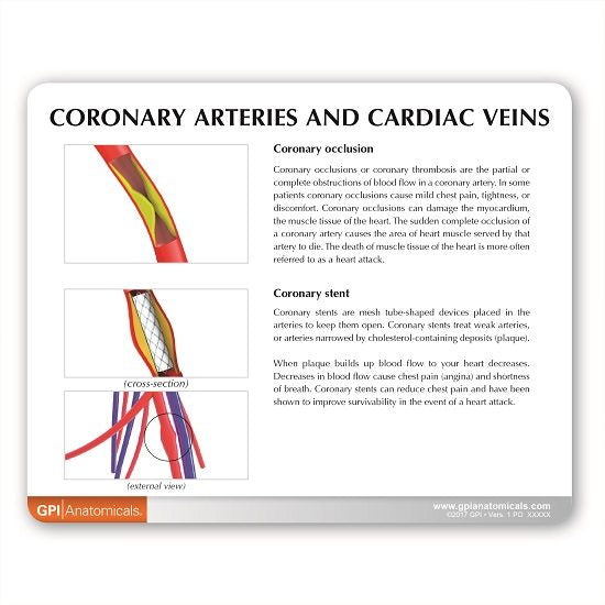 Coronary Arteries & Cardiac Veins (CACV)