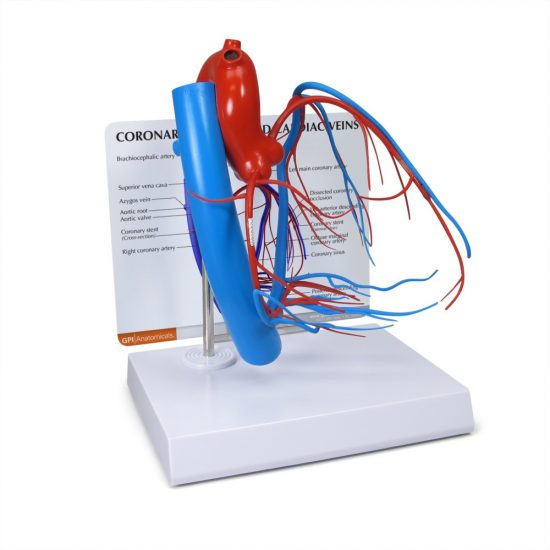 Coronary Arteries & Cardiac Veins (CACV)