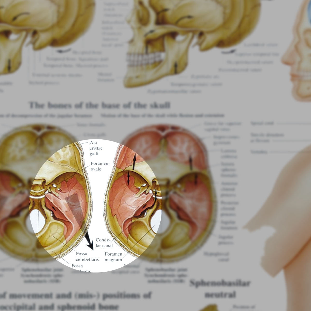 Cranial Osteopathy chart, 50cm x 70cm - detail
