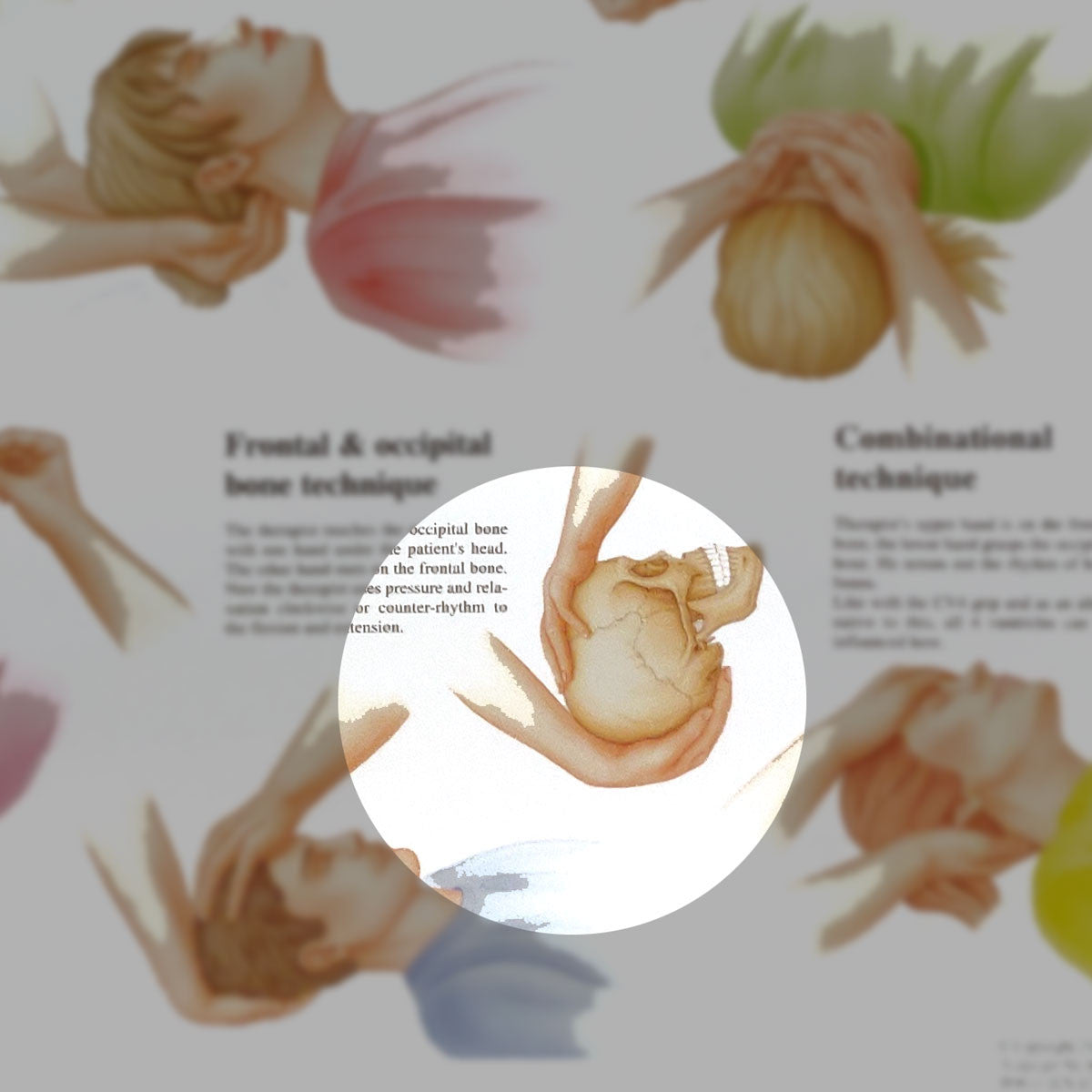 Cranial Osteopathy chart, 50cm x 70cm - detail