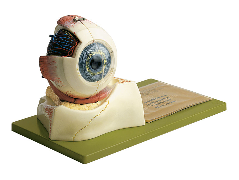 Eyeball, 3 parts