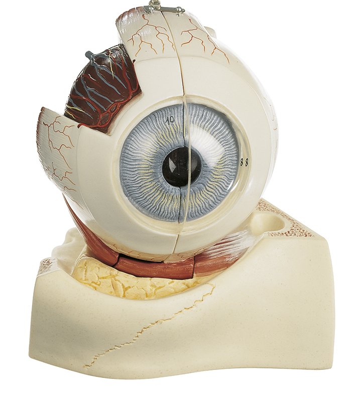 Eyeball, 3 parts