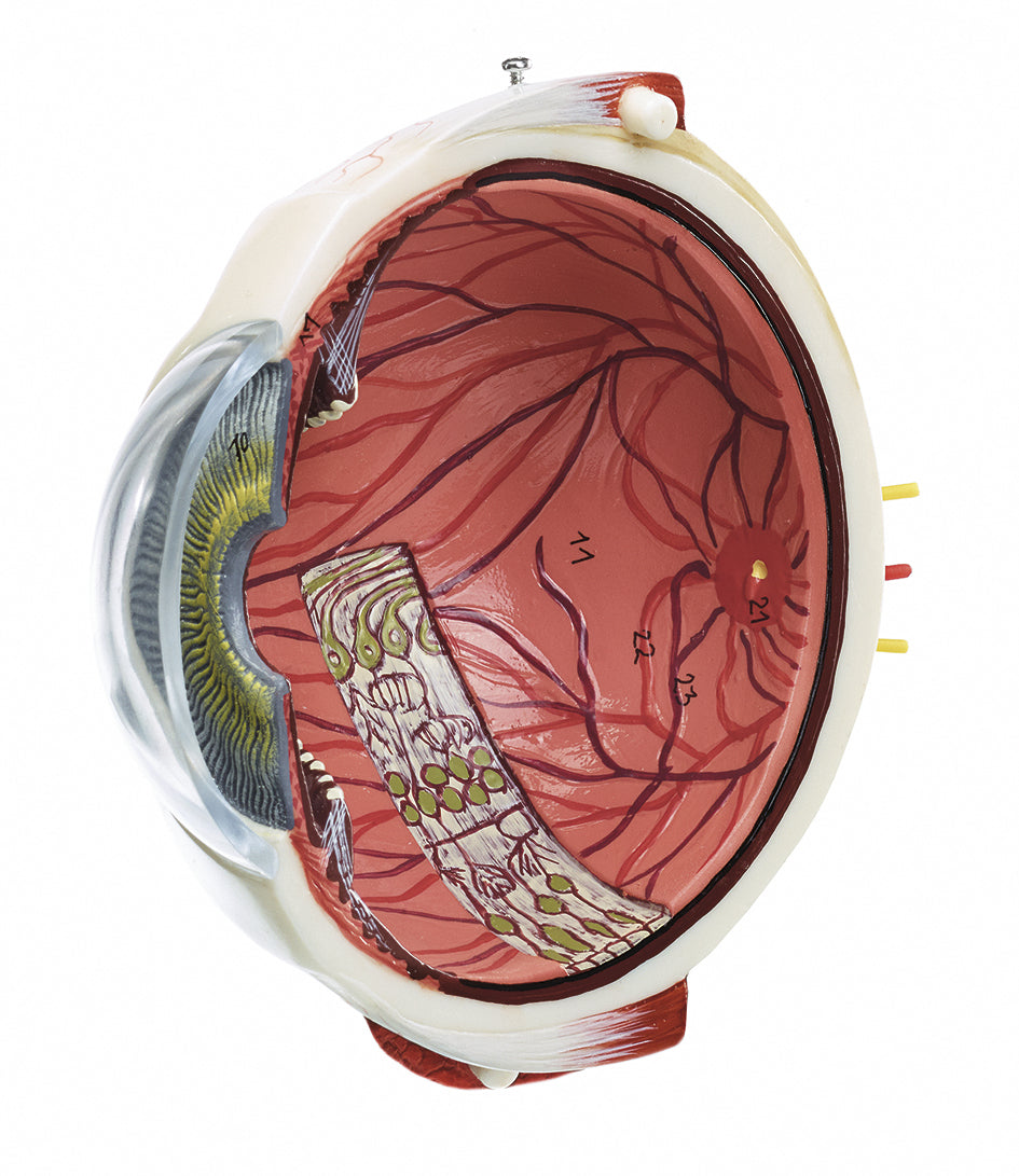 Eyeball, 2 parts