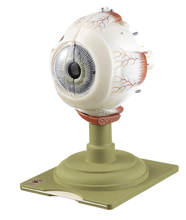Eyeball, 2 parts