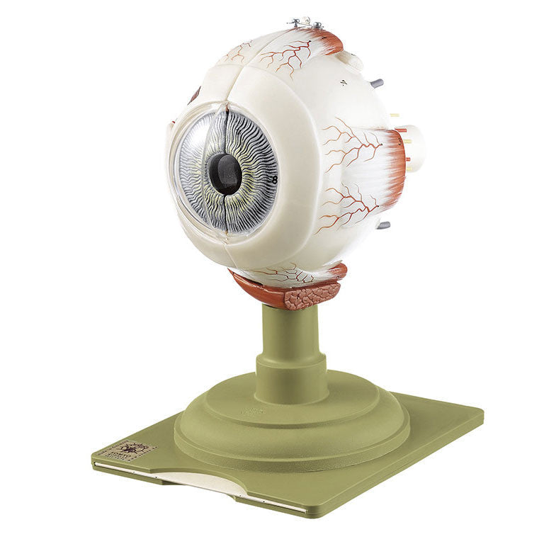 Eyeball, 2 parts Somso Cs 11