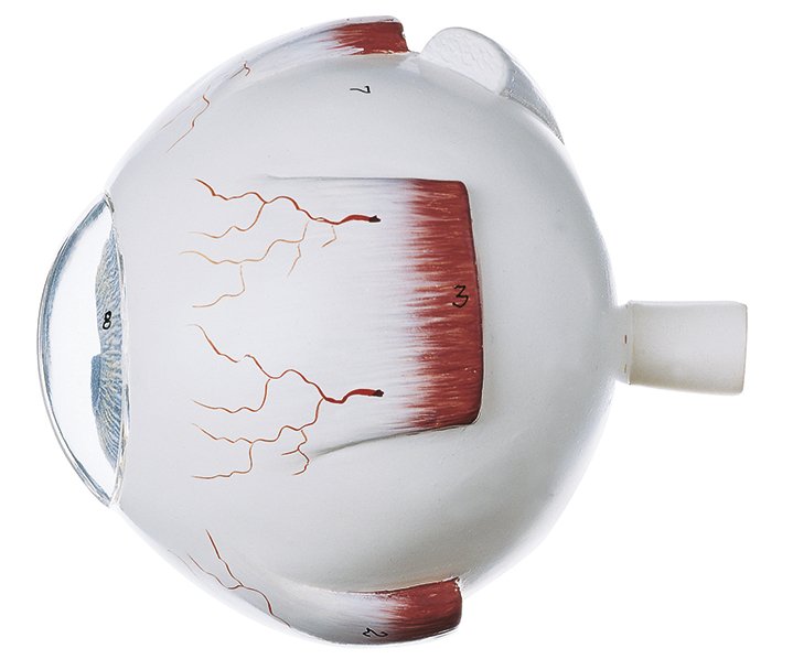 Eyeball, enlarged 4 times