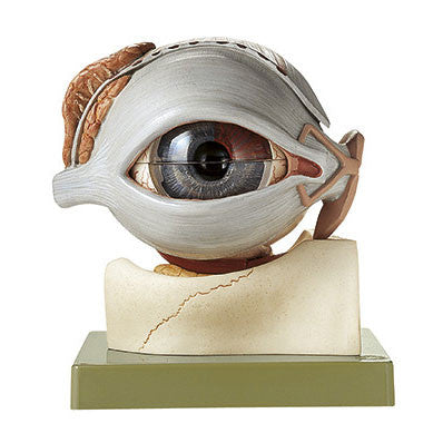 Eyeball, 8 parts Somso Cs 16