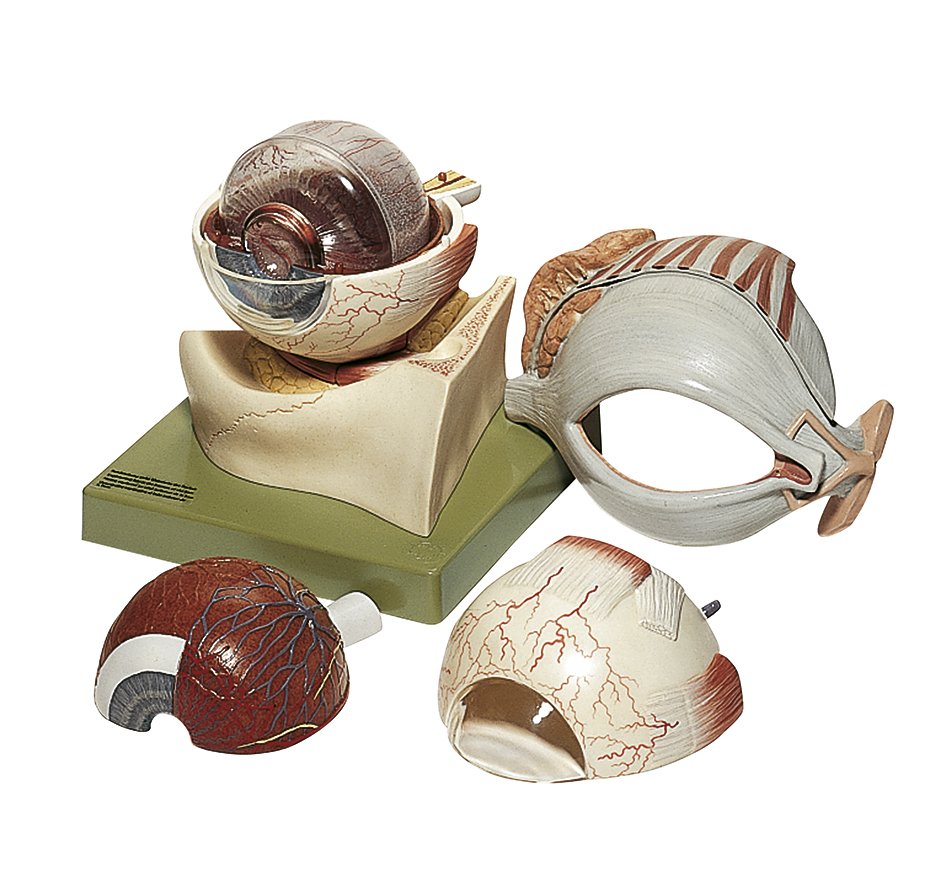 Eyeball, 8 parts