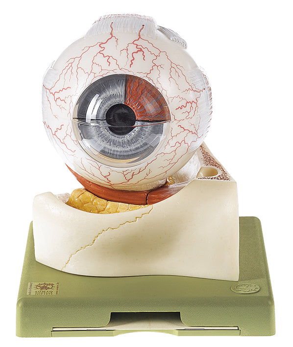 Eyeball, 7 parts