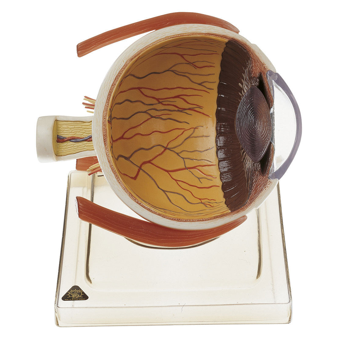 Right Half of the Human Eye on a Base Somso Cs 21/1