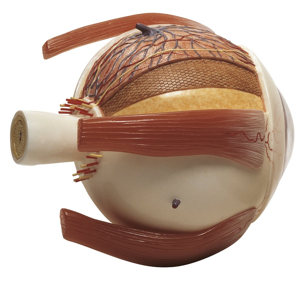 Right Half of the Human Eye on a Base