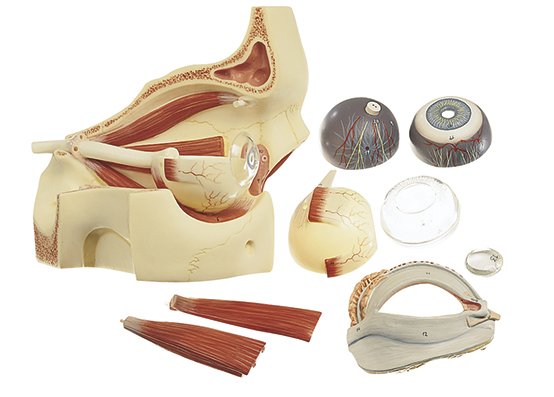 Eyeball with Part of Orbit, 9 parts