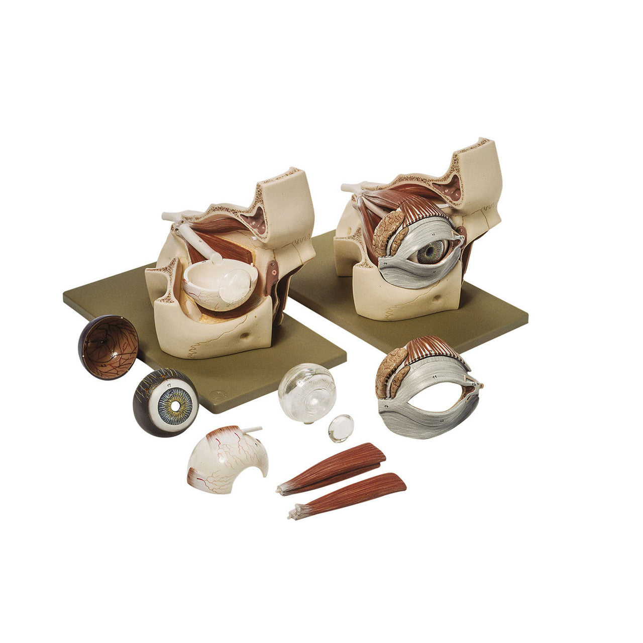 Eyeball with Part of Orbit, 9 parts Somso Cs 2/2