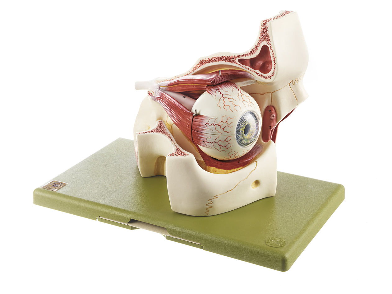 Eyeball with Part of Orbit