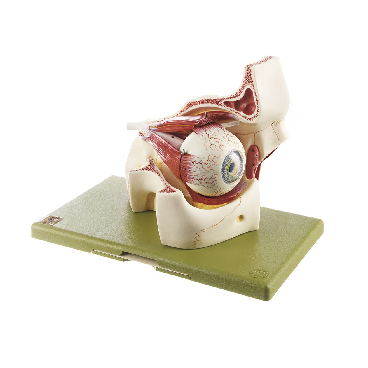 Eyeball with Part of Orbit Somso Cs 2