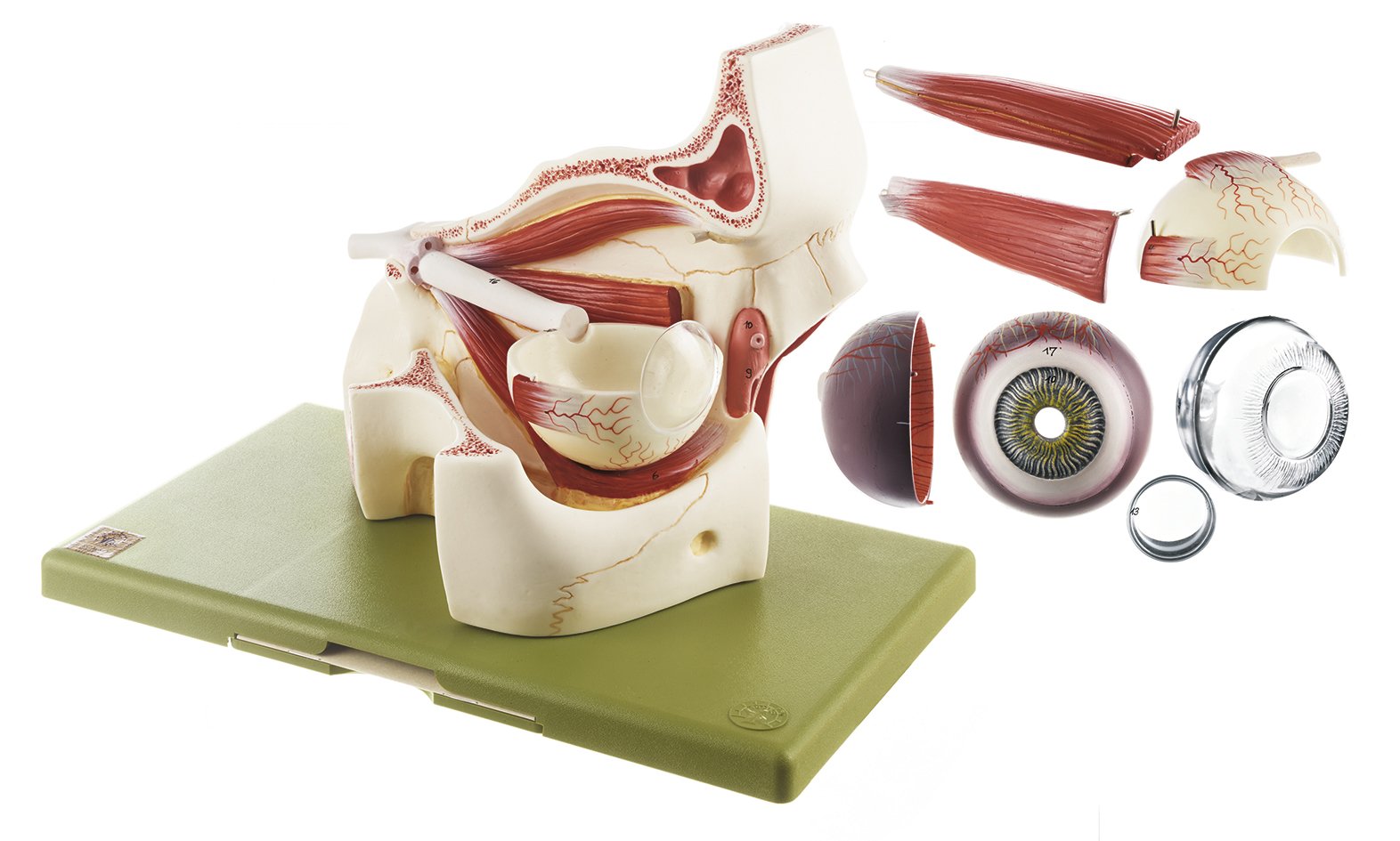 Eyeball with Part of Orbit