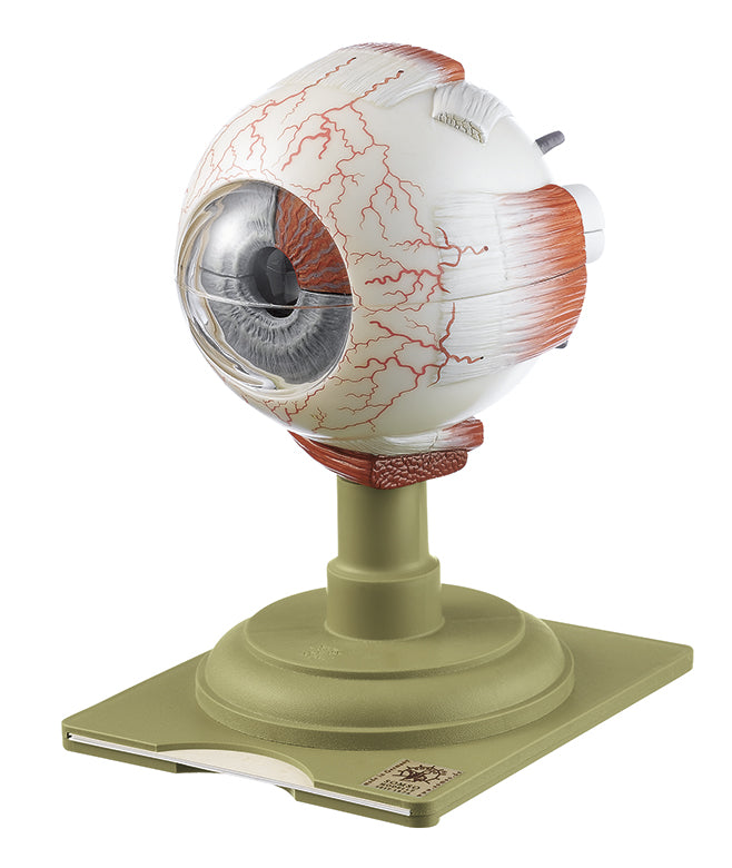 Eyeball, enlarged 5 times