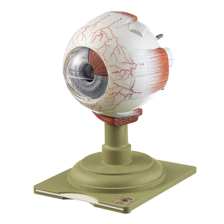 Eyeball, enlarged 5 times Somso Cs 4