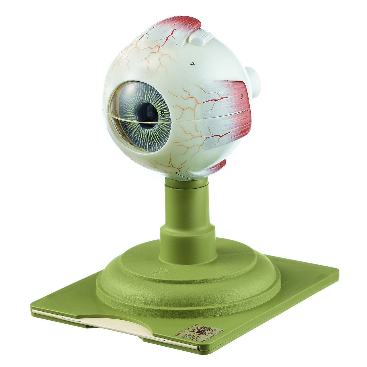 Eyeball Somso Cs 5