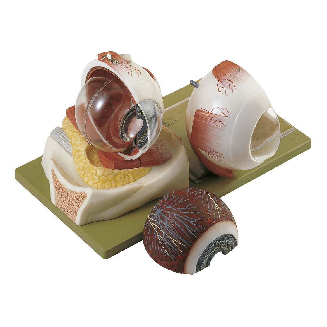 Eyeball, enlarged 5 times, 5 parts Somso Cs 7