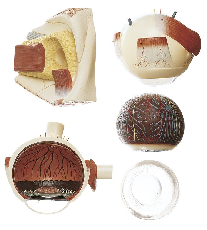 Eyeball, enlarged 5 times, 5 parts